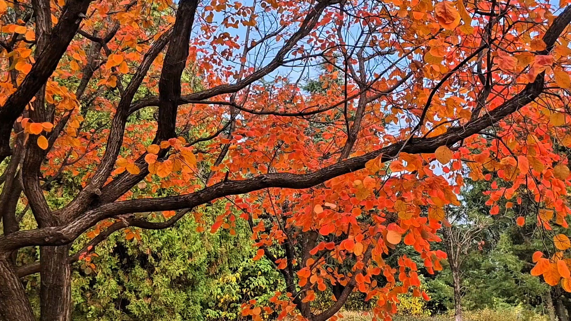 泰安|霜降天平湖畔,黄栌叶红似火,层林尽染,醉美秋光/希毓