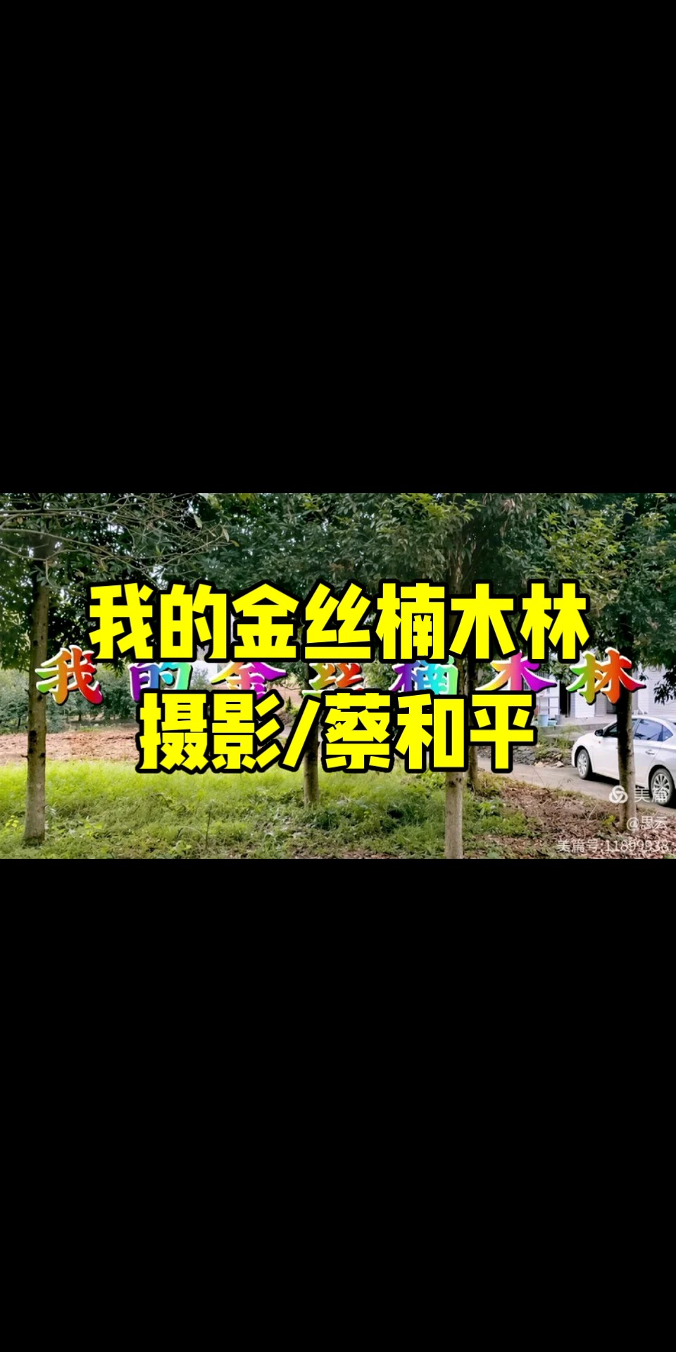 我的金丝楠木林/摄影/蔡和平