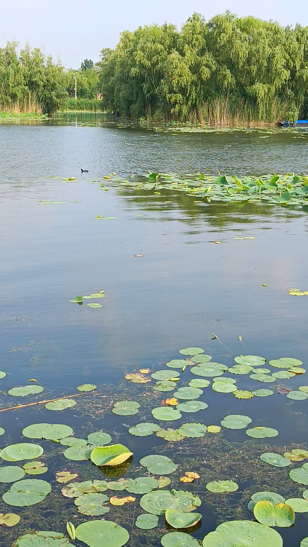 一湖秋韵，万顷澄明（大气简约）