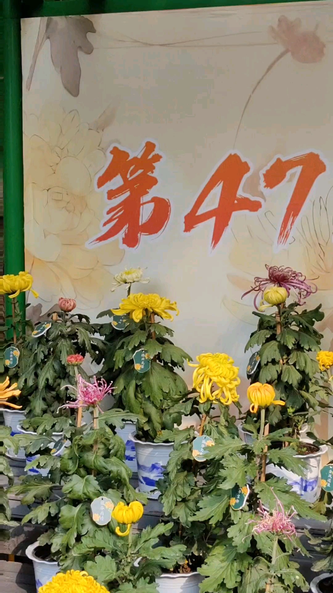 第四十七届金秋菊展
这棚游客人最多，七色彩菊各一色。