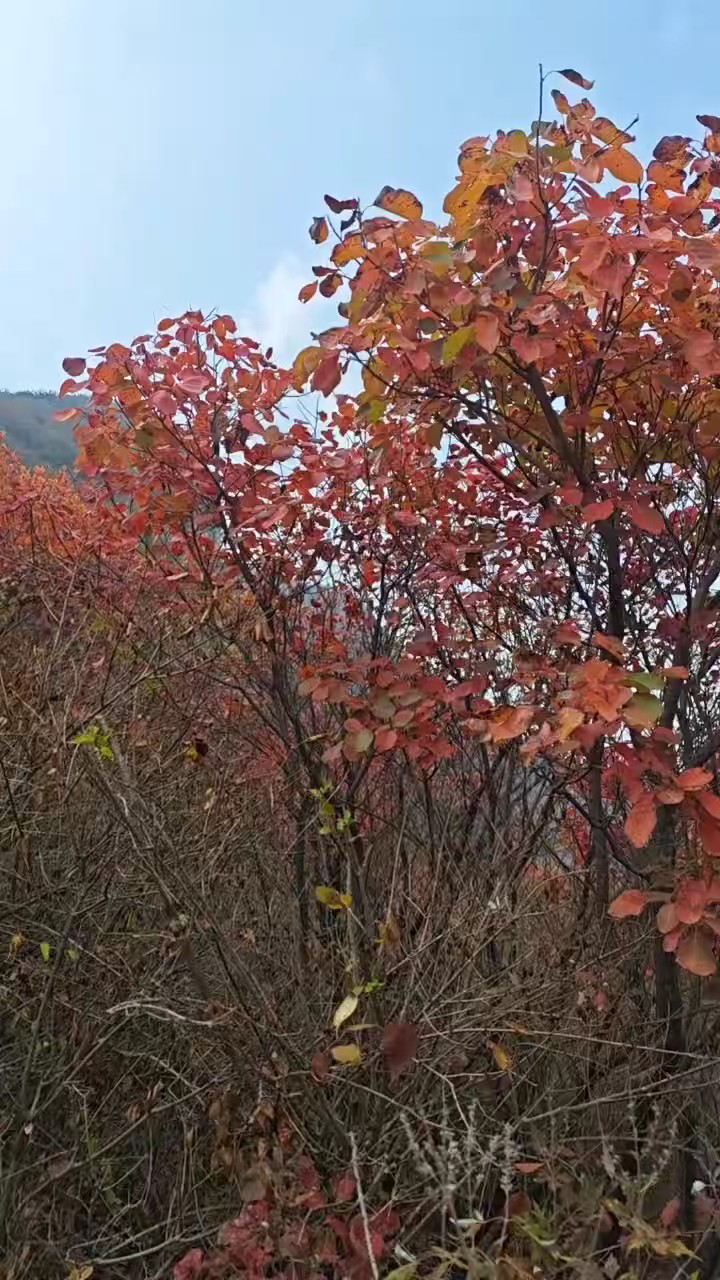 济南大顶山，红叶题诗，绿树成行，红绿相间，美醉了秋光/杜新林