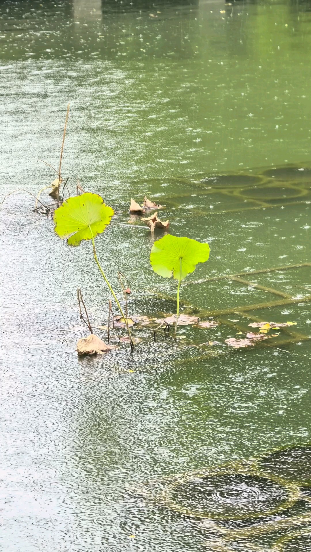 秋雨漫浸明湖水，一岸疏柳伴残荷。/明湖秋雨