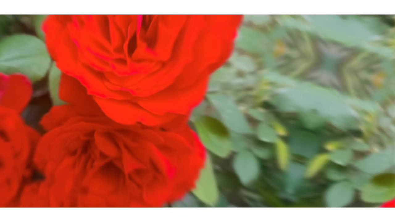 高贵优雅的“绯扇月季花”
