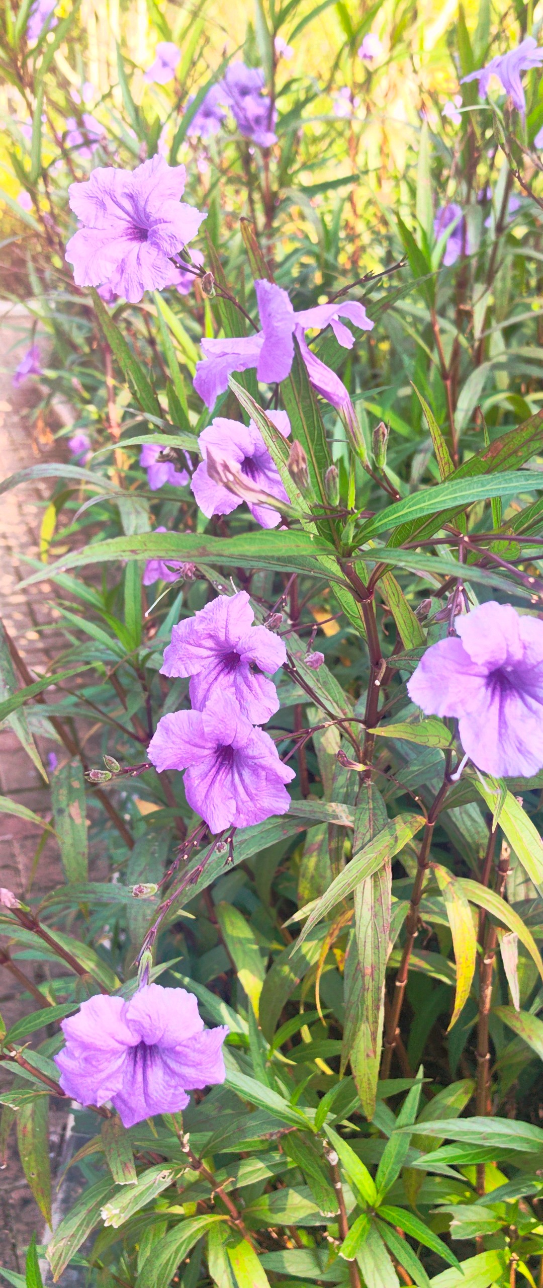 赣州行：翠芦莉朵朵清新迎游客