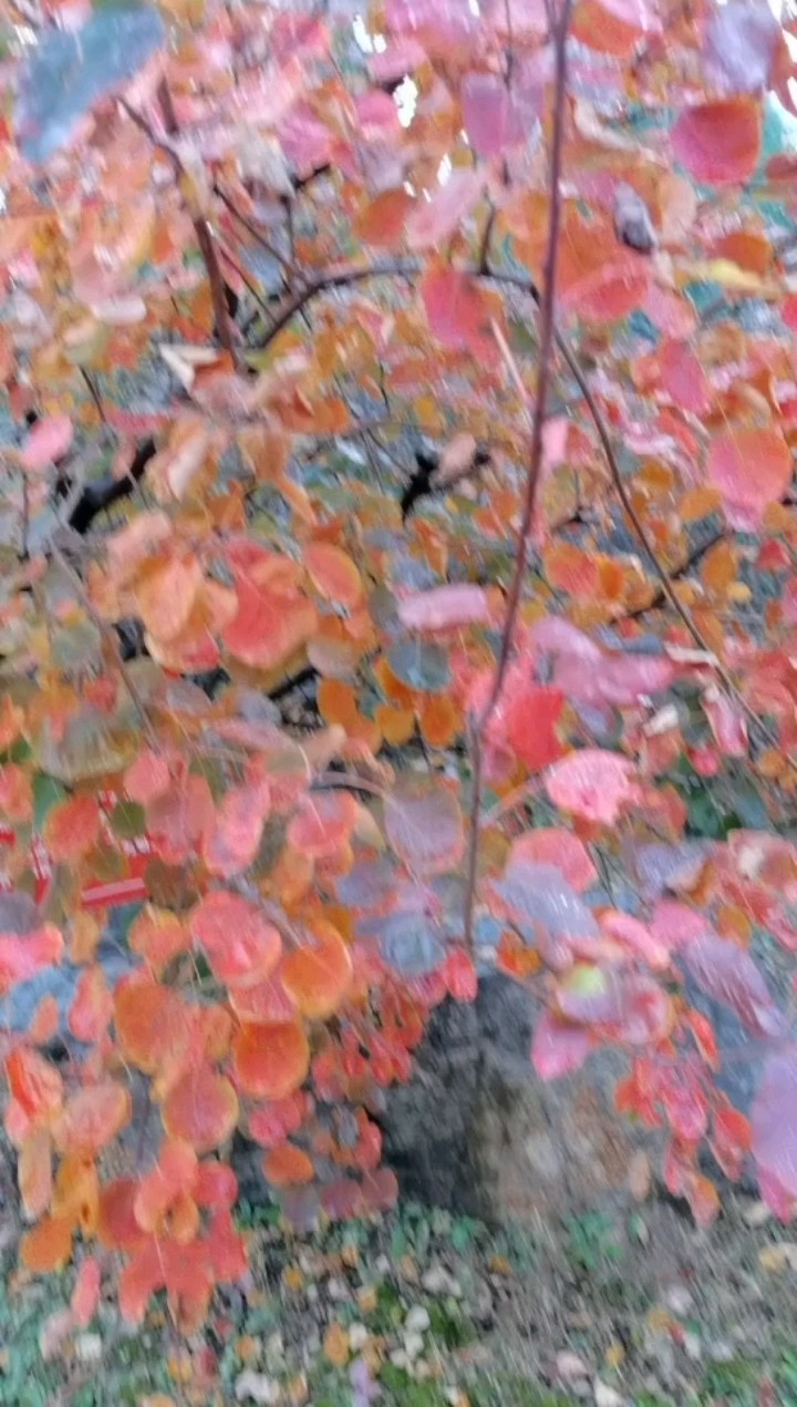 红叶美，装点了家乡的山山水水