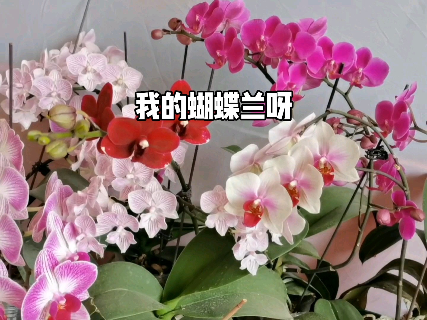 晒晒我的蝴蝶兰：惊艳岁月长河，绽放生命最璀璨的光芒！