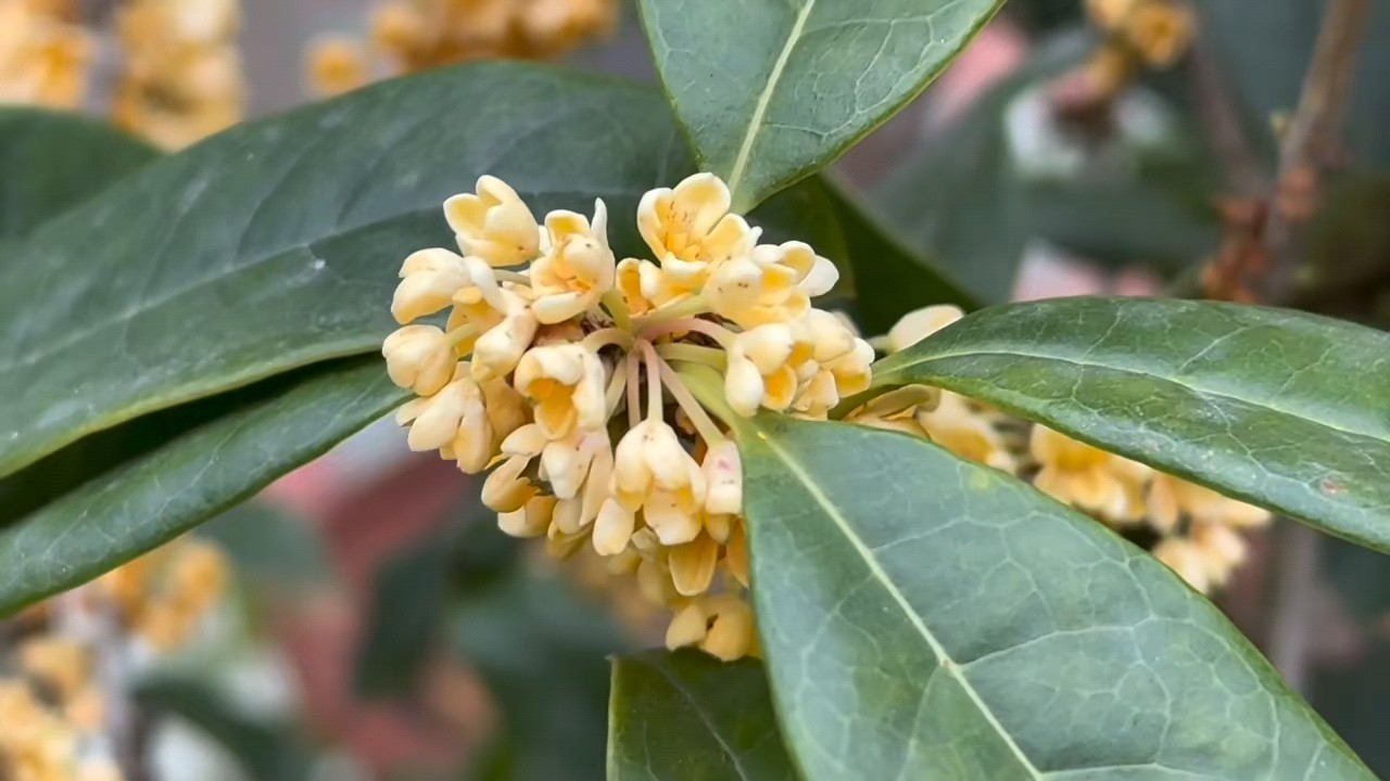 深秋掠影‖汶上王华康