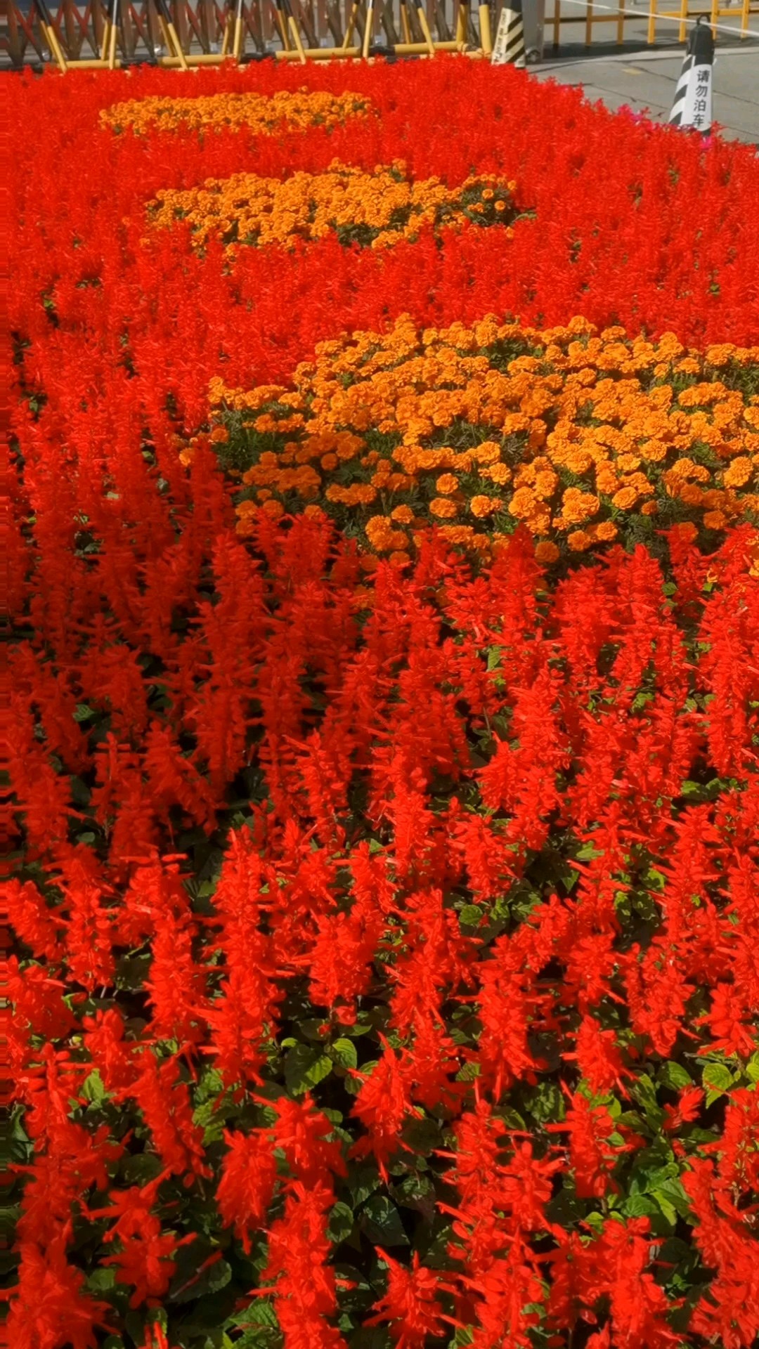 一串红，红红火火一串连。愿日子如这花开，热烈明亮，节节向上！