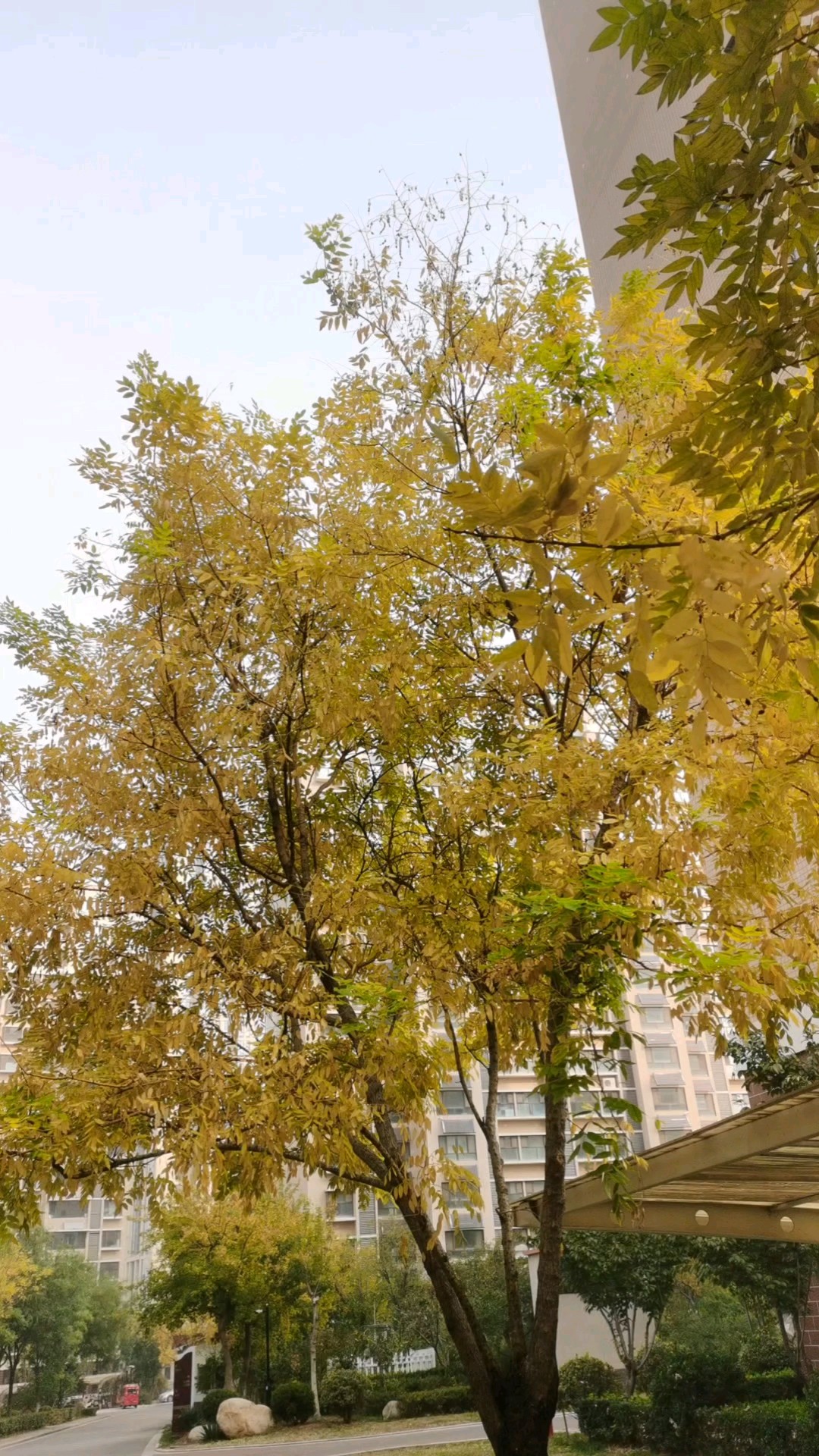 秋风把树叶染成金色，也把平凡的日子，吹出一点诗意。