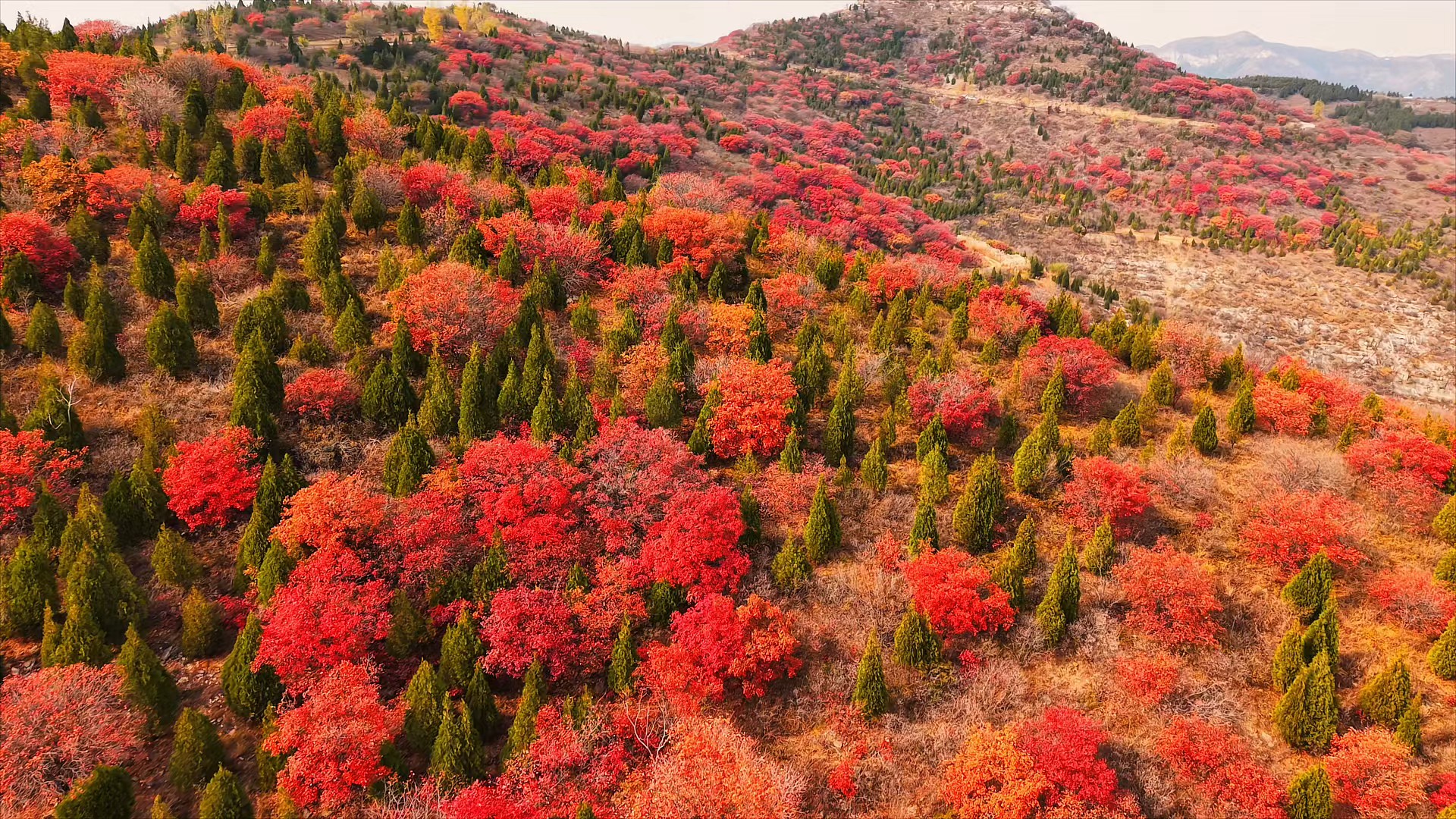 秋日丁子寨，漫山红叶层层叠叠，丹红、赭橙交织错落。