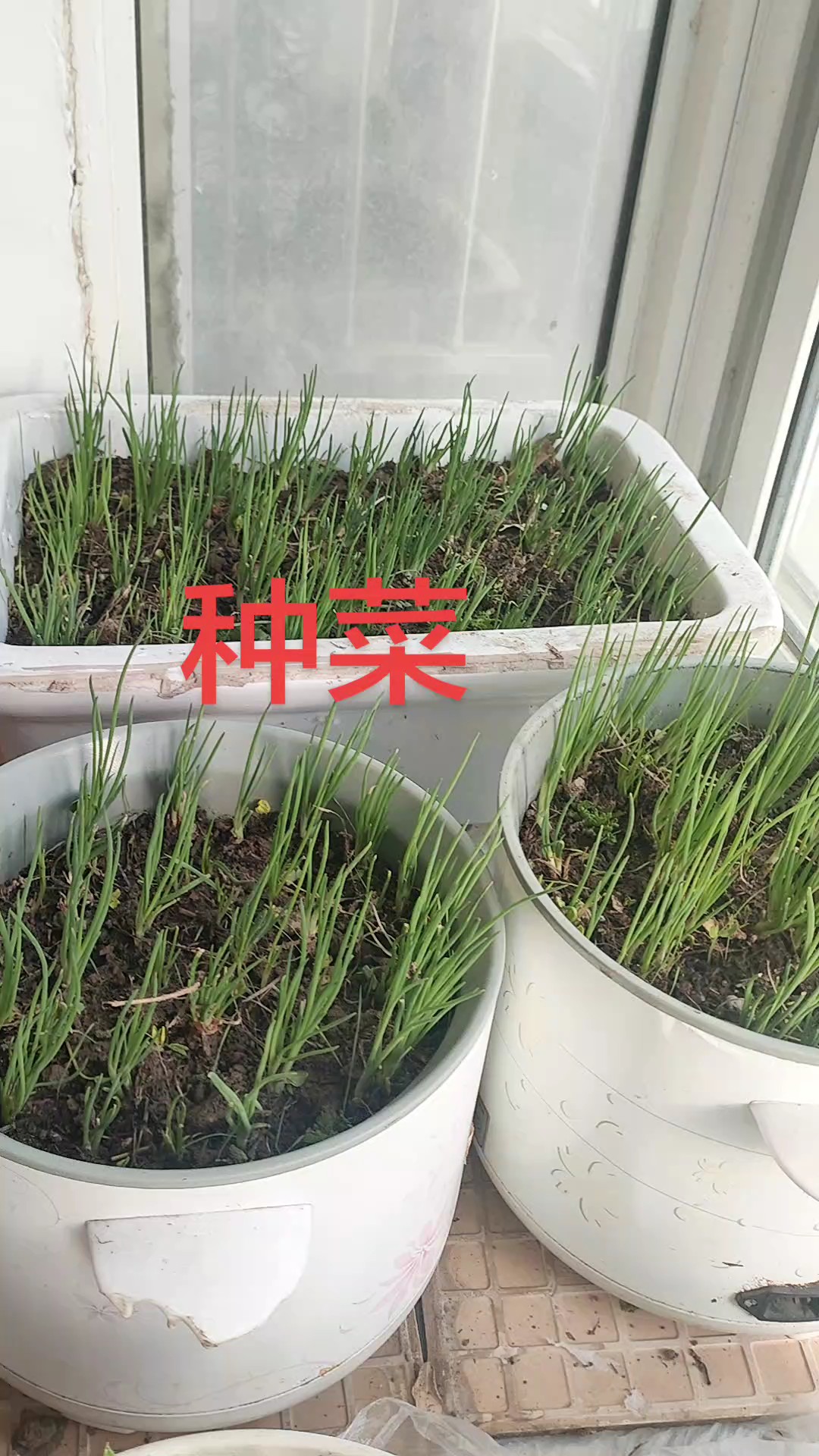 阳台上种菜