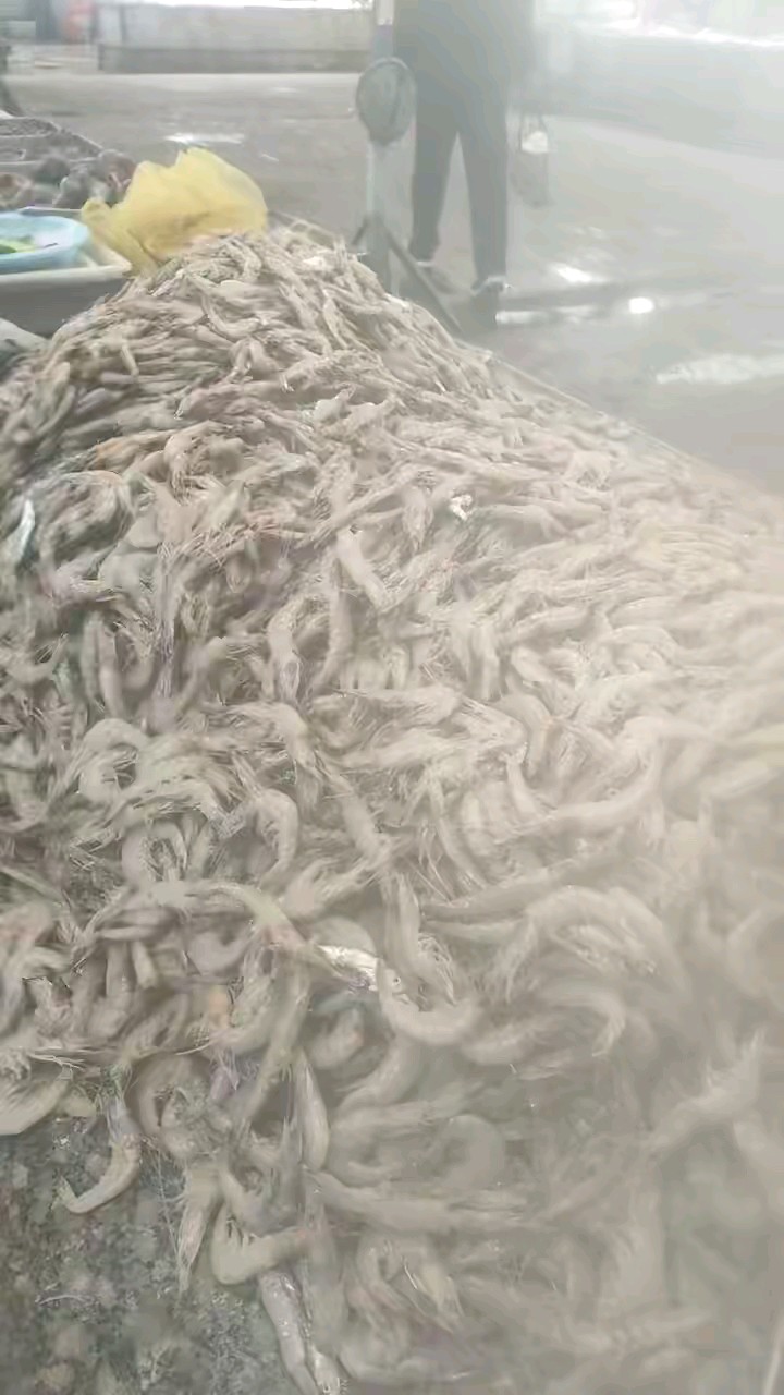 今日渔货，品种多多，好吃不贵，吃货们的福音……