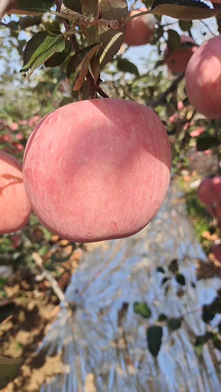 今年苹果丰收，质量很好，价格合适，果农乐开颜
