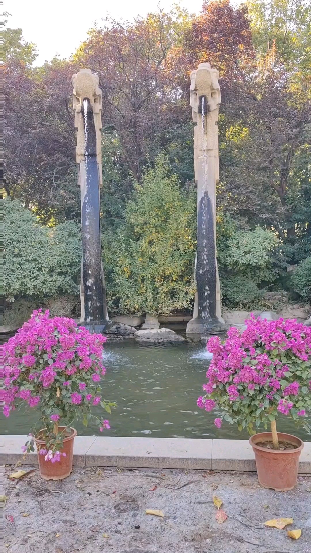 五龙喷水秋叶红。