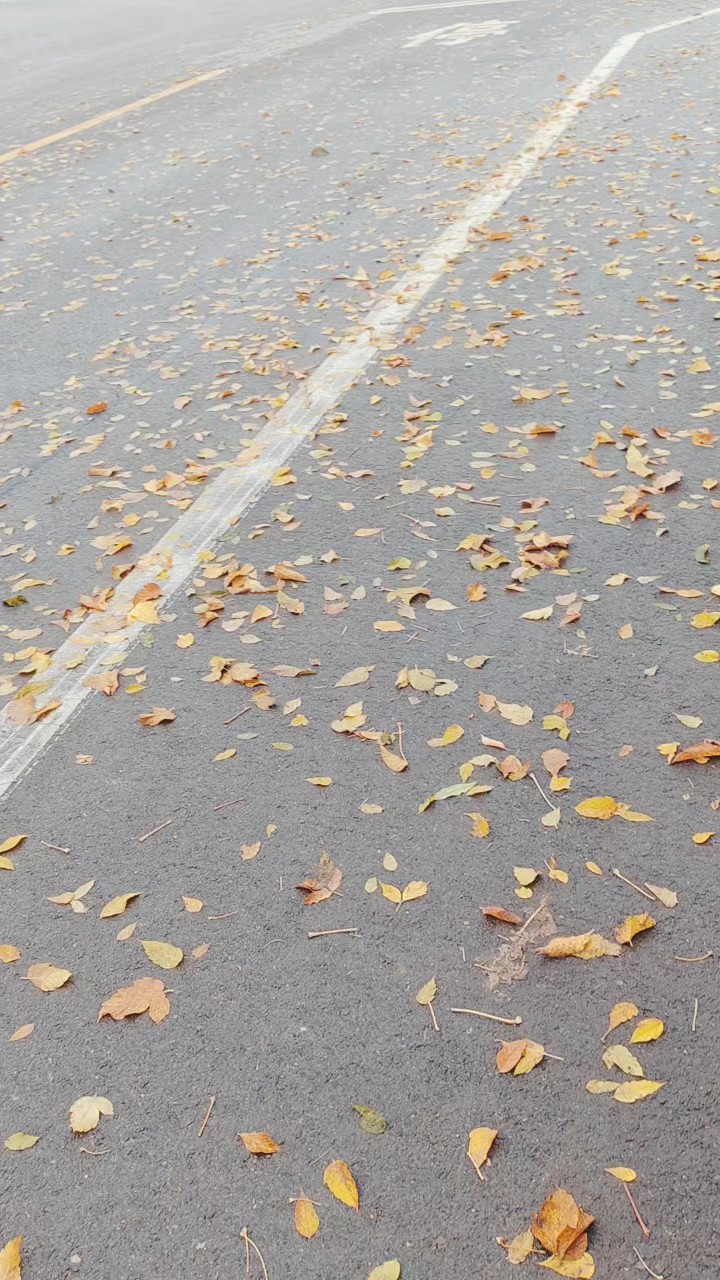 雨后落叶纷纷扬扬铺满地
