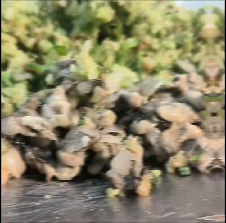 秋冬营养快线萝卜丝海蛎饺子，真是有年头没吃了，今天终于寻到…