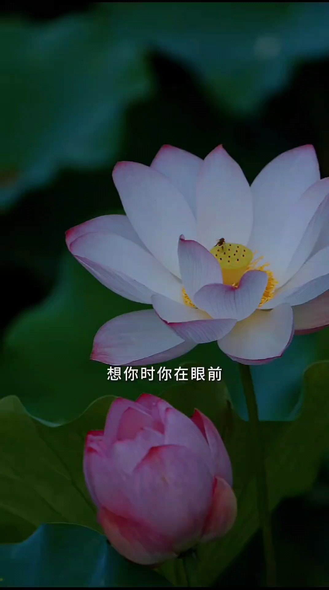 文旅微山湖品美食‖萝卜陈皮炖麻鸭