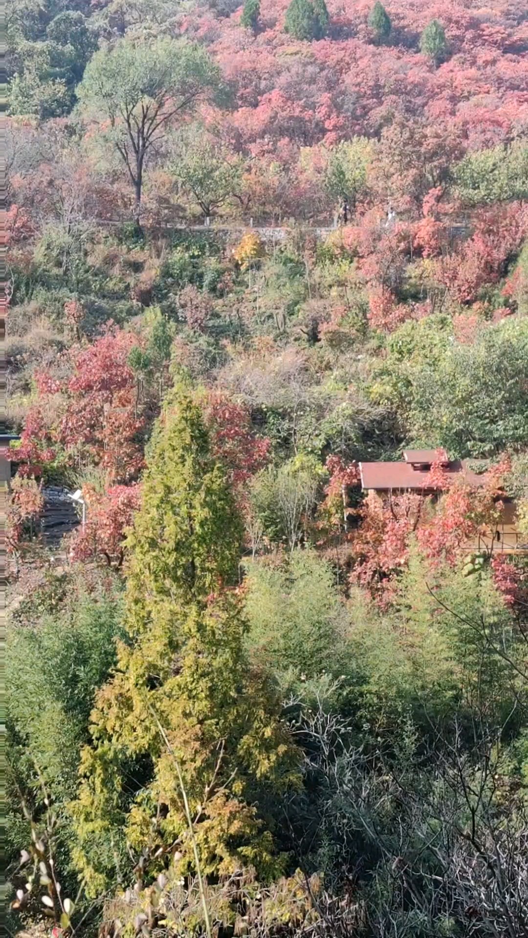 远山红叶，身边美景。