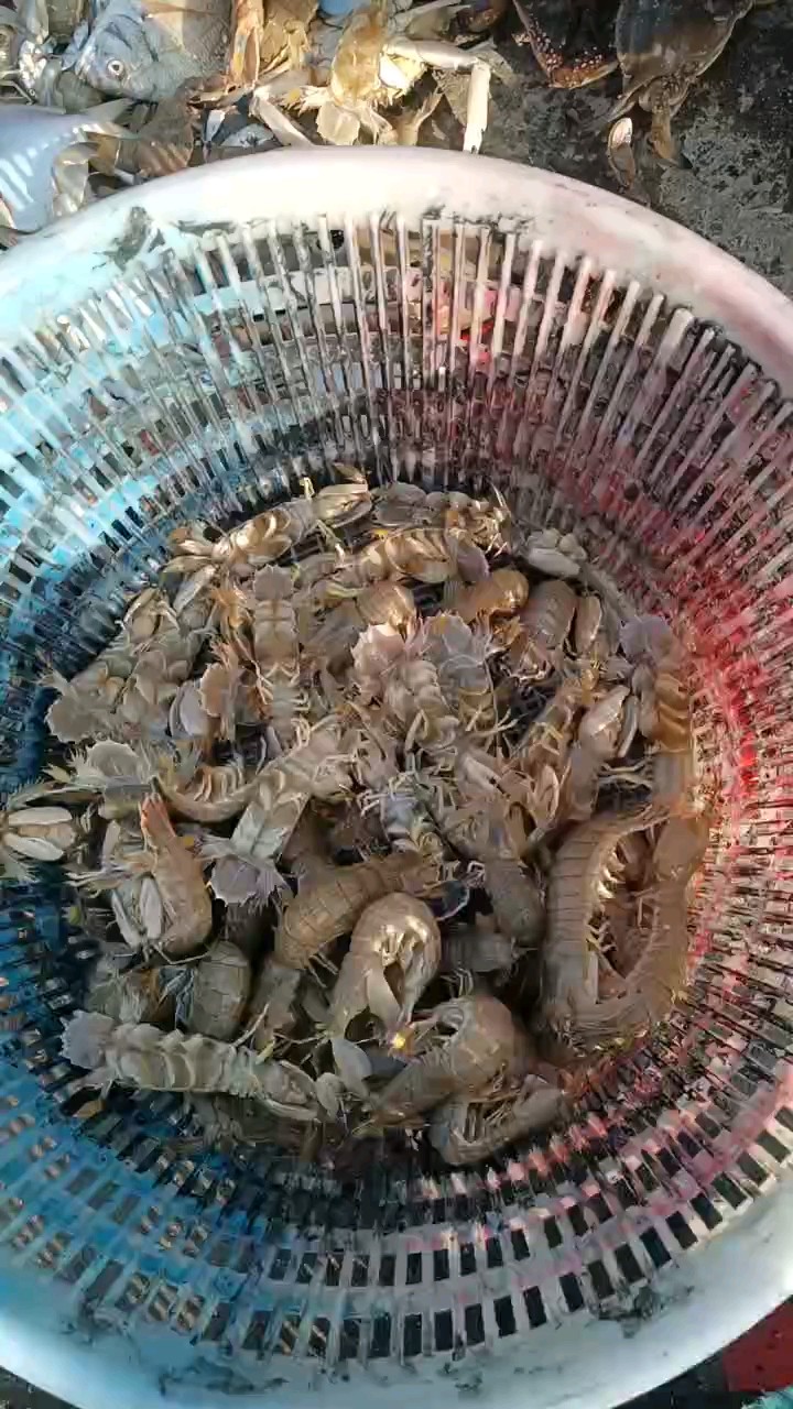 前天大风昨天渔货多，今天因风大渔船出海晚回港也晚，渔货明显少