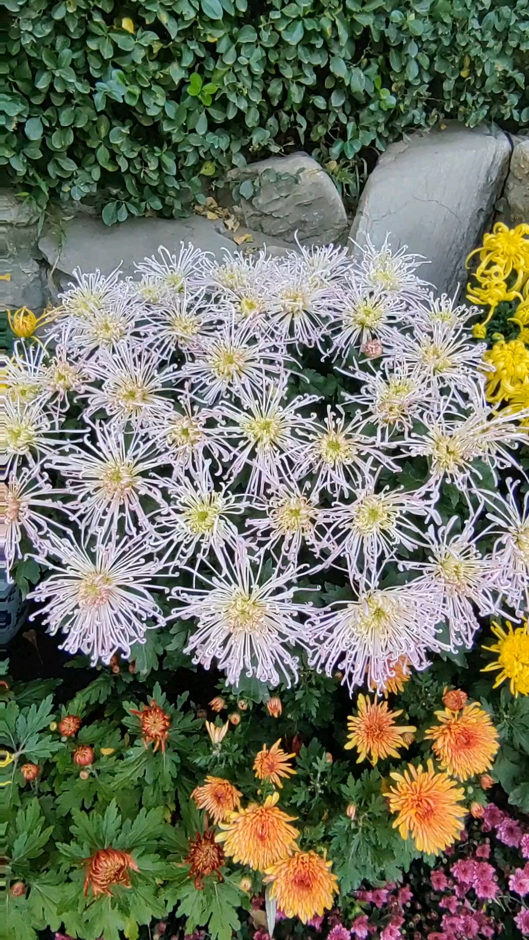 路边赏菊。