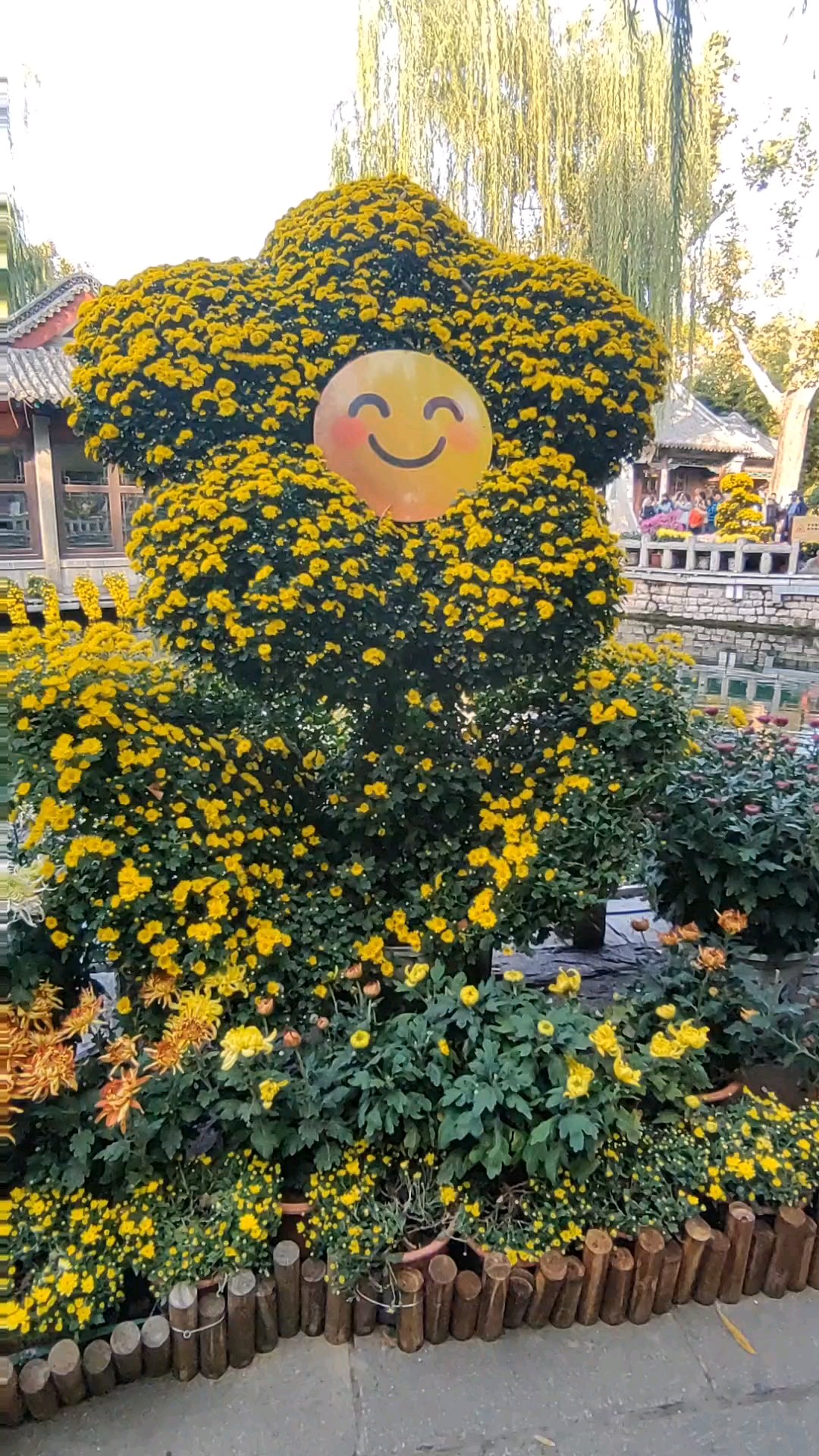 笑迎太阳。