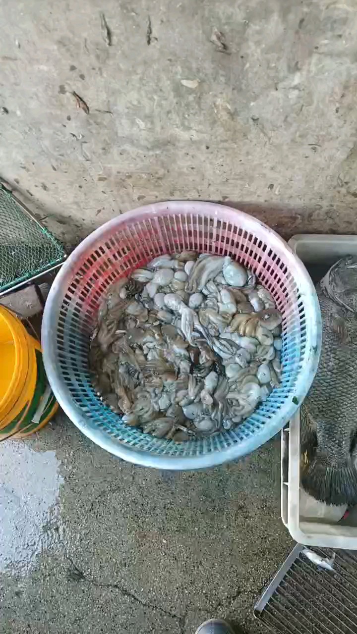 今日渔货，风大出潮晚，但是鱼多鱼大，又见金箔麒鱼，学名黑鲷鱼