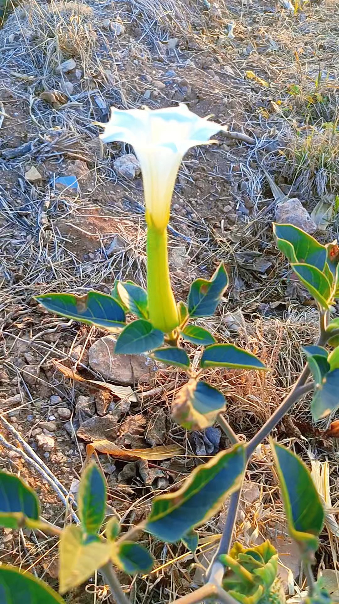秋风里的舞者
10月31日于东平县老湖镇