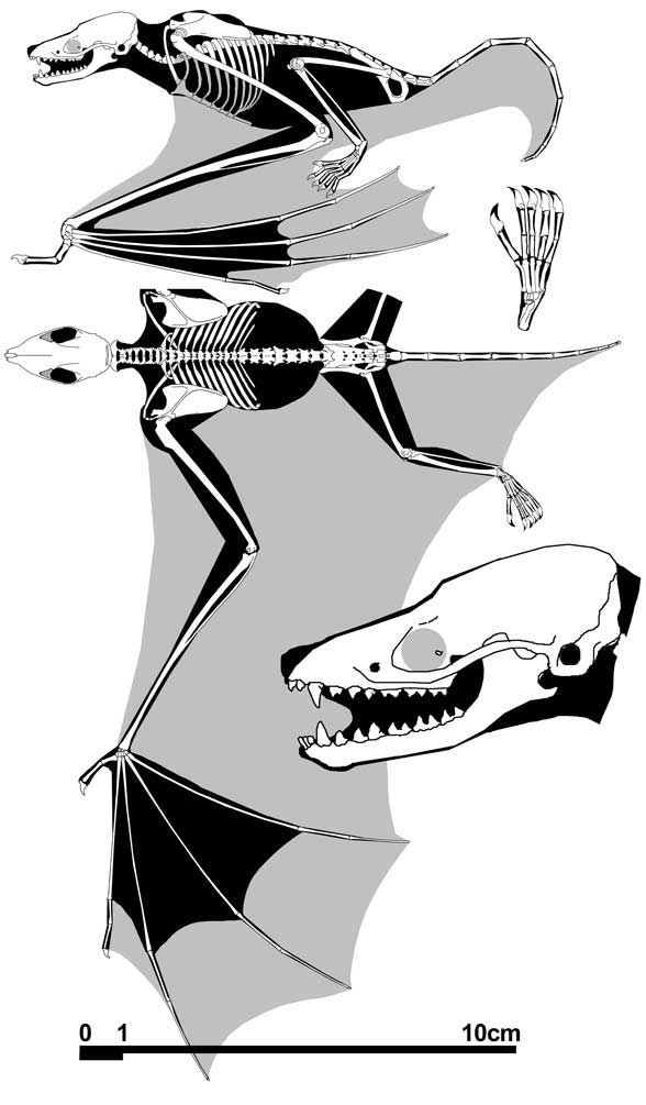 最古老蝙蝠5000万年前就已经飞上天空