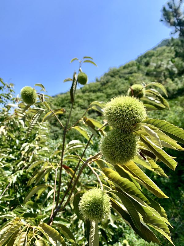 济南南部山区梯子山脚下的老栗行好多上百年的老栗子树