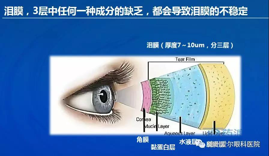 由结膜杯状细胞分泌),水样层(由泪腺和副泪腺在激素和神经调控下分泌)