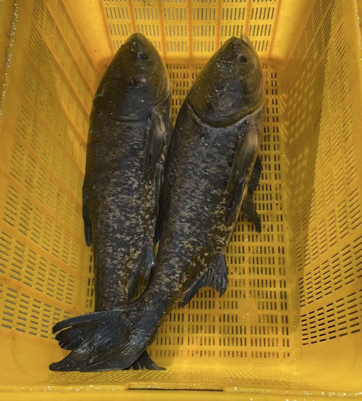 冬捕开始啦日照水库野生桃花鱼将走上市民餐桌